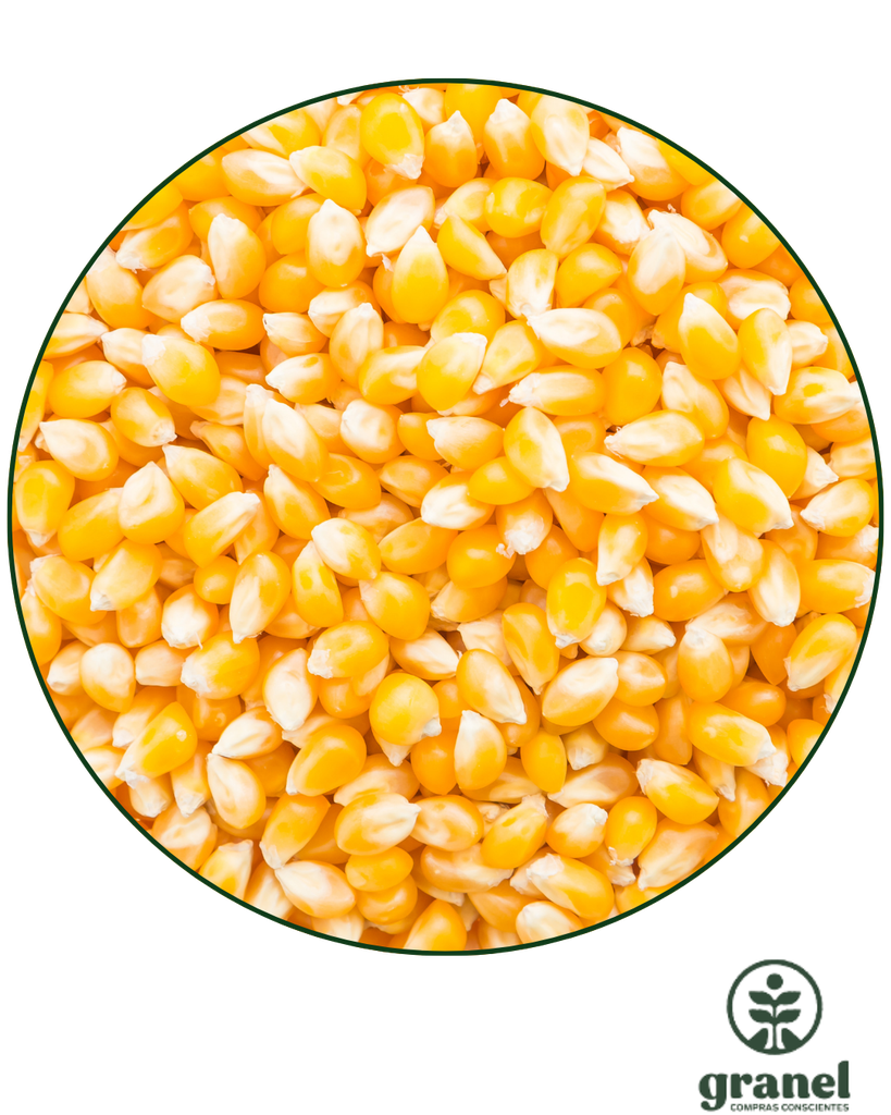 Maíz pop pisingallo 5kg (envase plástico)